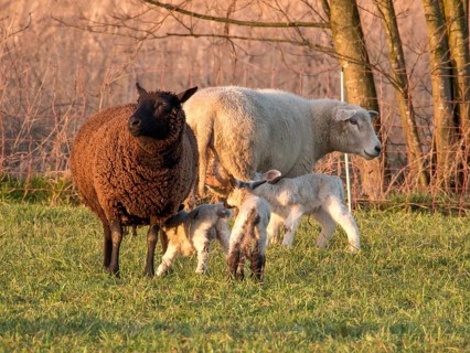 Flock of sheep with lambs on a green meadow near trees, Borken, münsterland, Germany, Europe