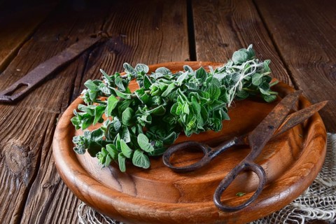 Aromatic oregano (Origanum vulgare)