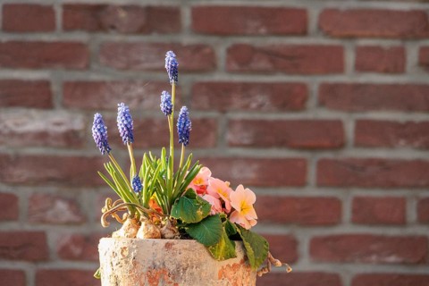Spring pot with grape hyacinths and primroses in front of a brick wall, Borken, Münsterland,