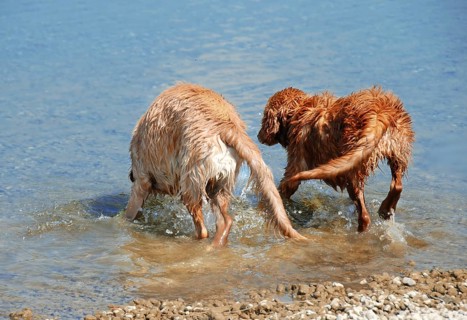 Two wet Golden Retriever young dog bathing in the river