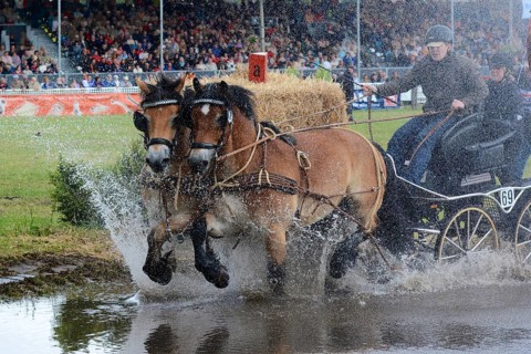 Cold-blooded horses as the titans of the race in Brück, Brandenburg