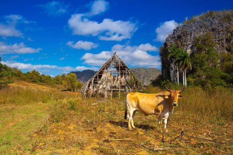 Famous Cuba farmland tobacco area, Valley de Vinales, Pinar del Rio, Cuba.Traditional drying shed