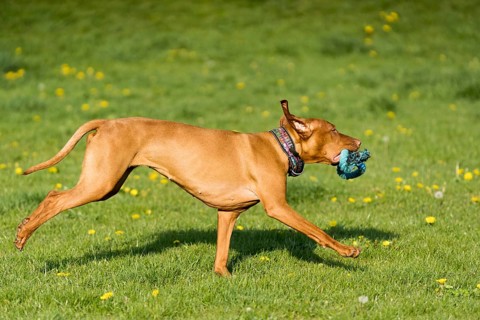 Der ungarische Zeiger ist wunderbar Abrufen ruft während des Nachmittags sonniges Training