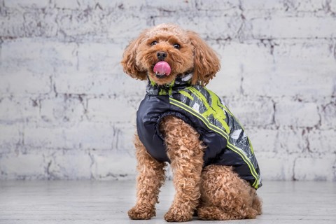 Small funny dog of brown colour with curly hair of toy poodle breed posing in clothes for dogs.
