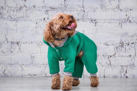 Small funny dog of brown colour with curly hair of toy poodle breed posing in clothes for dogs.