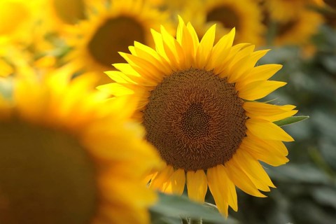 Sunflower, Helianthus annuus at sunset