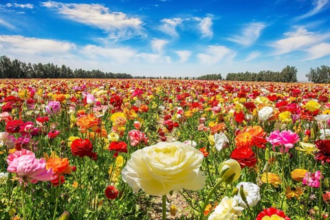 The multicolored garden buttercups in a kibbutz field with a magnificent carpet. Walk in the world