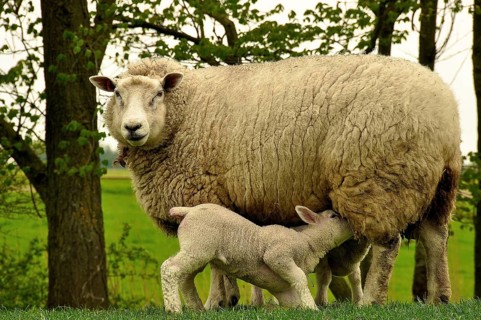 Ewe with lamb