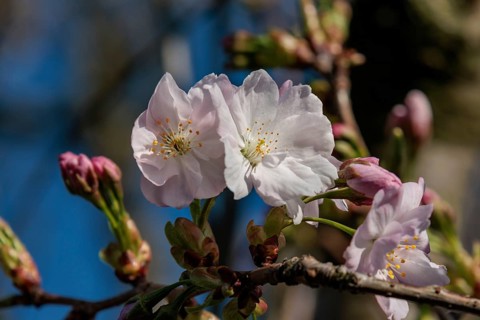 Close-up of delicate cherry blossoms with pink buds on a branch in spring, Borken, Münsterland,