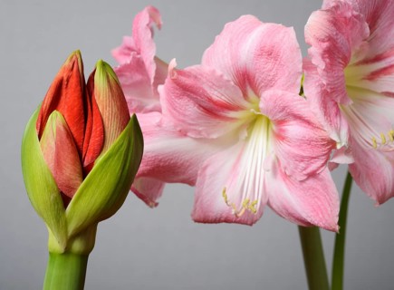 Half open amaryllis bud and amaryllis flowers on a neutral background