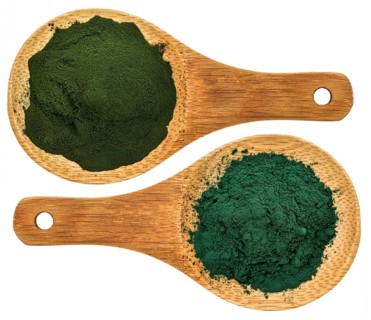 Chlorella ans spirulina supplemt powder - top view of isolated wooden spoons