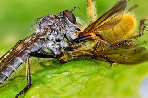 Predatory fly - sucks out dung fly (Machimus)