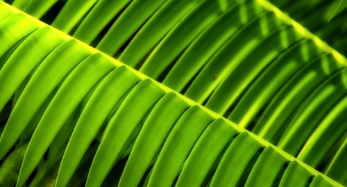 Leaf