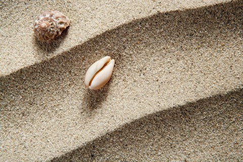 Closeup macro of shell and sea snail over beach sandwith wavy texture such a summer vacation