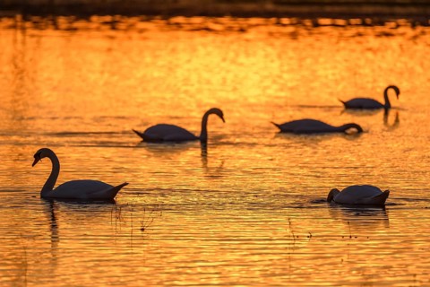 Mute swan (Cygnus olor) silhouette in the water at sunset. Bas-Rhin, Alsace, Grand Est, France,