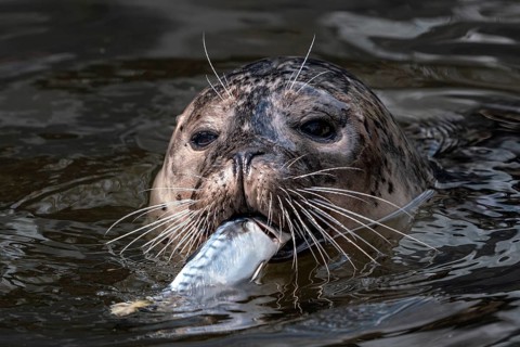 Harbor Seal (Phoca vitulina) with caught fish