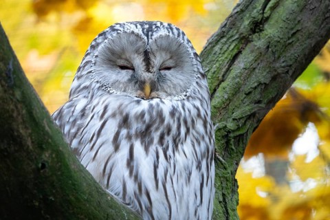 Ural Owl, Strix uralensis. Nocturnal owl sitting on tree branch in autumn forest