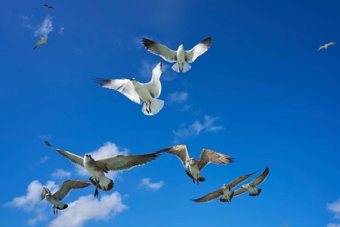 Seagulls sea gulls group flying on blue sky in Caribbean sea