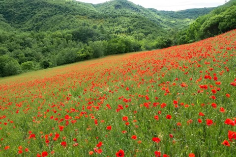 An image of a beautiful poppy field in italy