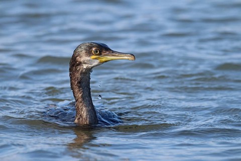 Cormorant, Gulosus aristotelis
