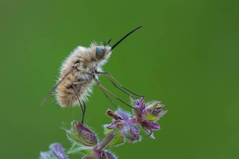 Woolly hoverfly, Bombyliidae