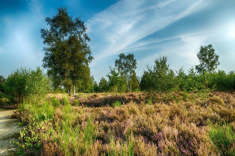 Autumn atmosphere in the nature reserve Trupbacher Heide in Germany with blooming heather at