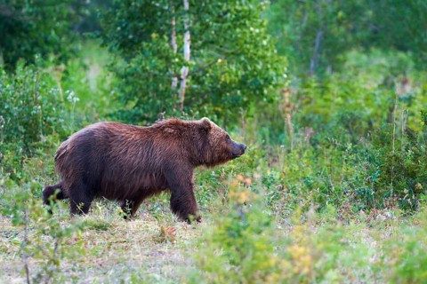 Kamchatka brown bear Ursus arctos piscator in natural habitat, walking in summer woodland.