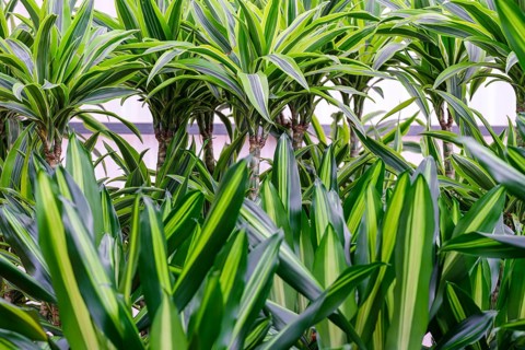 Dracaena fragans, tronco de Brasil, Majorca, Balearic Islands, Spain, Europe