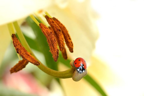 Ladybird