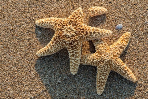 Sunrise on the beach. Starfish