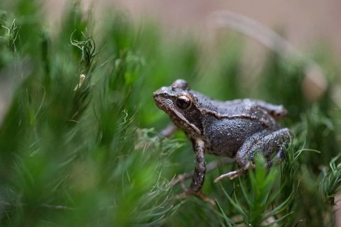 Grass frog (Rana temporaria), small frog hidden in moss, Western Pomerania Lagoon National Park,