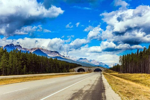 Bridge - crossing for animals across the road. Cloudy fall day in the Canadian Rockies. Evergreen
