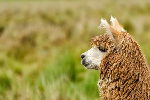 Alpaca
