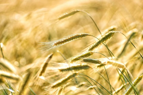 Grain in a field in Europe in July
