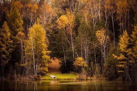 A serene pond reflects the vibrant yellow autumn forest surrounding it in the Ottawa River valley