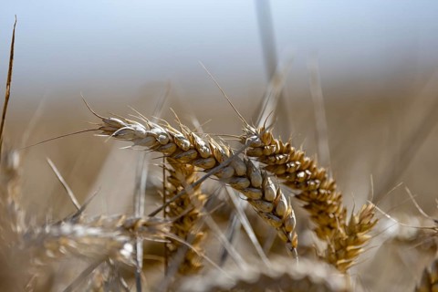 Close-up of ears of wheat in a large, blurred wheat field in sunshine, Coxhill, Shepherdswell,