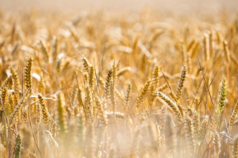 Golden ears of wheat in a field of soft sunlight point to a rich harvest, Coxhill, Shepherdswell,