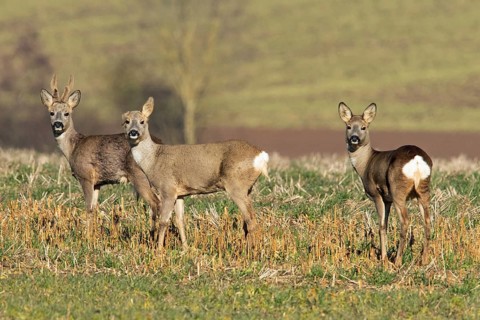 Roe deer (Capreolus capreolus)