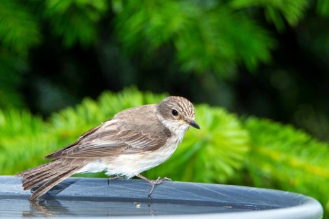 Grey flycatcher (Muscicapa striata)