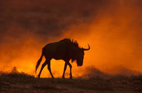 White bearded wildebeest (Connochaetes taurinus)
