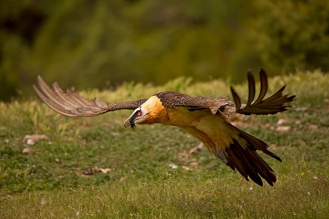 Bearded vulture, flying (Gypaetus barbatu)