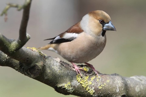 Hawfinch (Coccothraustes coccothraustes)