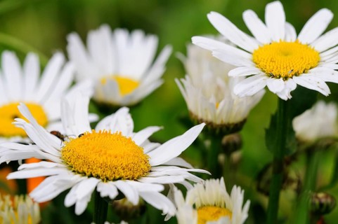 Daisies (leucanthemum vulgare)