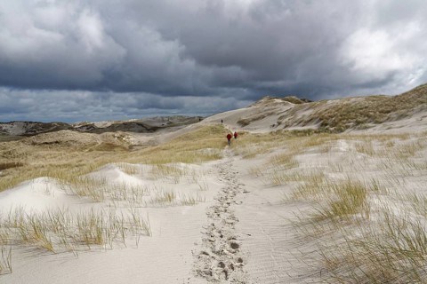 Dune landscape on Amrum