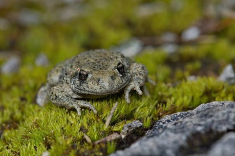 Midwife toad (Alytes o. obstetricans)