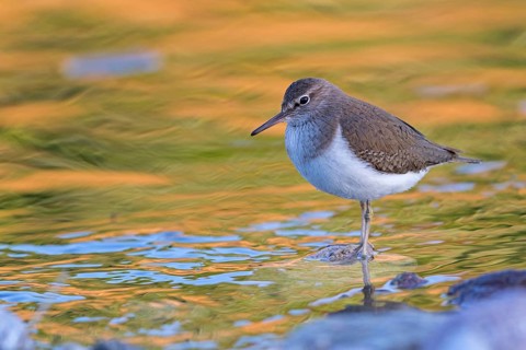 Common sandpiper, sandpiper (Actitis hypoleuco), biotope, habitat, foraging, Lesvos, Greece, Europe