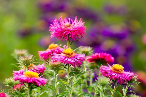 September herb - Aster ericoides