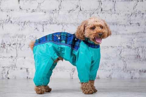 Small funny dog of brown colour with curly hair of toy poodle breed posing in clothes for dogs.