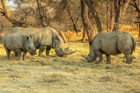 Family of white rhinos. Omaruru reserve, Namibia Africa