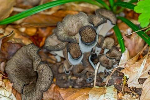 Dead trumpet (Craterellus cornucopioides)